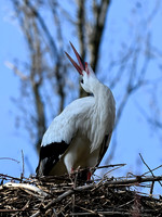rondje_scoot_ooievaars_TH_0150