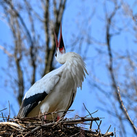 rondje_scoot_ooievaars_TH_0149