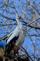 rondje_scoot_ooievaars_TH_0146