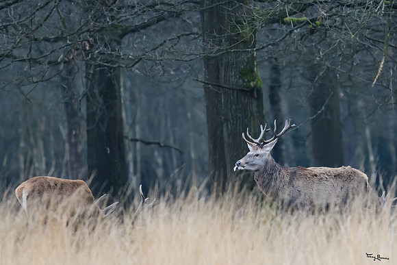 hogeveluwe_TH_0294
