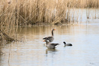 lingezegen_TH_0161
