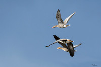 lingezegen_TH_0163
