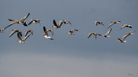 lingezegen_TH_0164