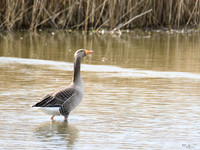 lingezegen_TH_0162