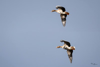 lingezegen_TH_0165