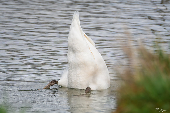lingezegen_TH_0167