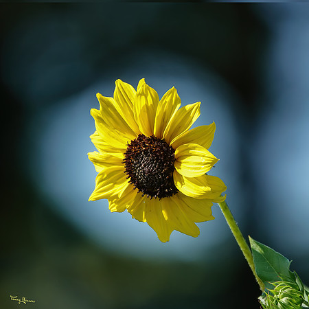 bloemetjes_TH_1414