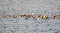 lingezegen_TH_0184
