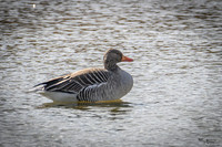 lingezegen_TH_0182