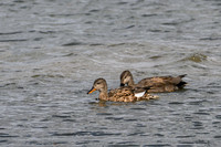 lingezegen_TH_0187