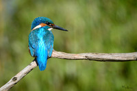 tuinhut1_TH_0193