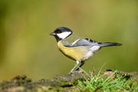 tuinhut1_TH_0190