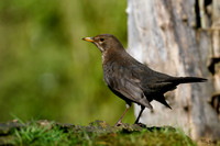 tuinhut1_TH_0194