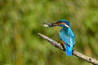 tuinhut1_TH_0195