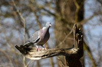 tuinhut1_TH_0198