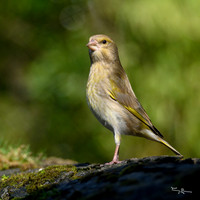 tuinhut1_TH_0197