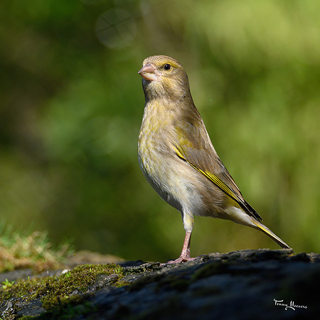 tuinhut1_TH_0197