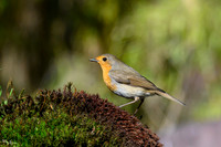 tuinhut1_TH_0200