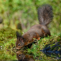 tuinhut1_TH_0202