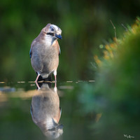 tuinhut1_TH_0204
