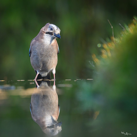 tuinhut1_TH_0204