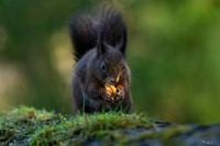 tuinhut1_TH_0206