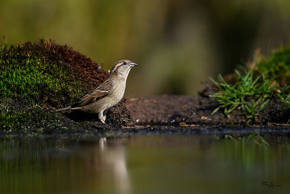 tuinhut1_TH_0216