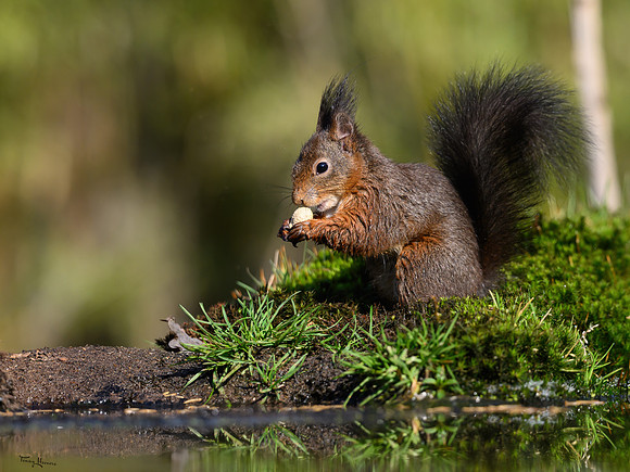 tuinhut1_TH_0222