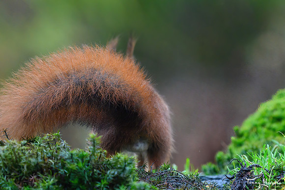tuinhut1_TH_0004