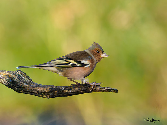 tuinhut1_TH_0007