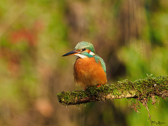 tuinhut1_TH_0010