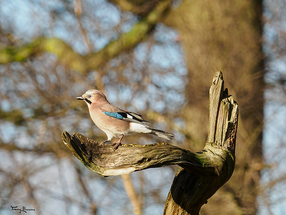tuinhut1_TH_0012
