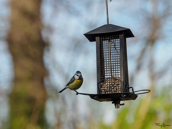 tuinhut1_TH_0024