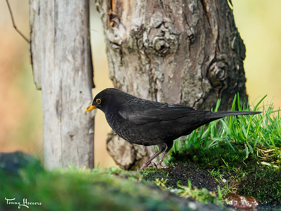 tuinhut1_TH_0029