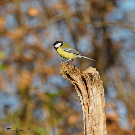 tuinhut1_TH_0032