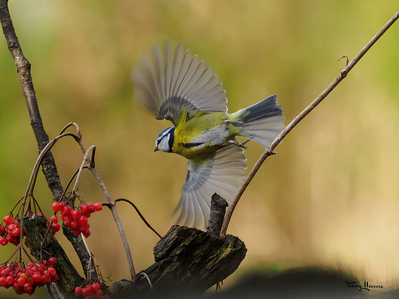 tuinhut1_TH_0033