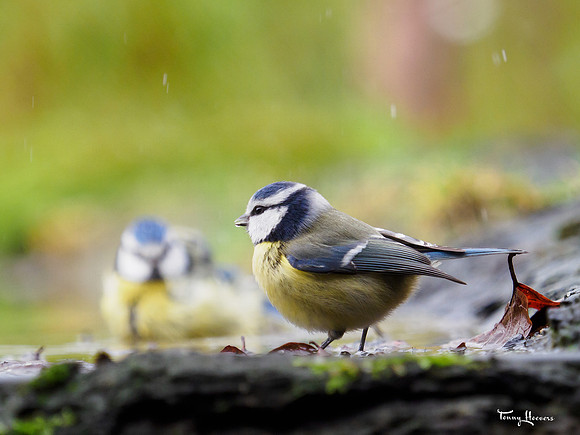 tuinhut1_TH_0041