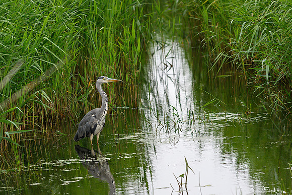 zevenhuizerplas_TH_1305
