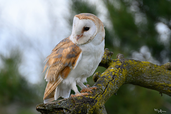 valk_roofvogels_TH_0259