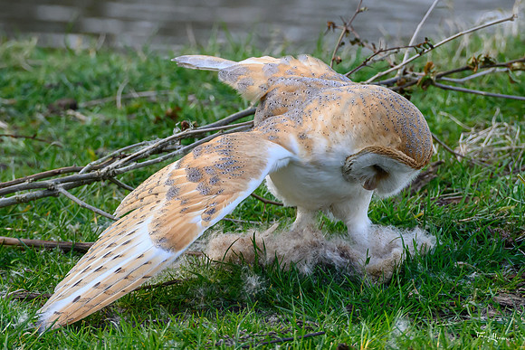 valk_roofvogels_TH_0255