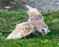 valk_roofvogels_TH_0256