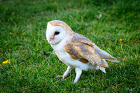 valk_roofvogels_TH_0258