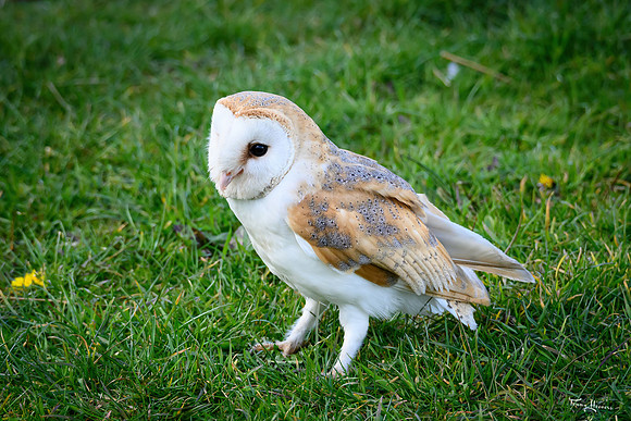 valk_roofvogels_TH_0258