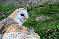 valk_roofvogels_TH_0257