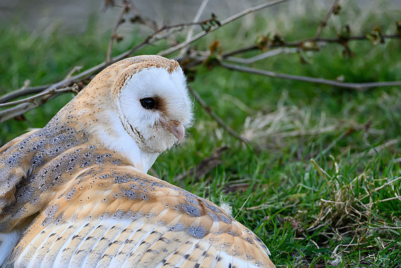 valk_roofvogels_TH_0257