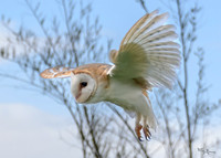 valk_roofvogels_TH_0261