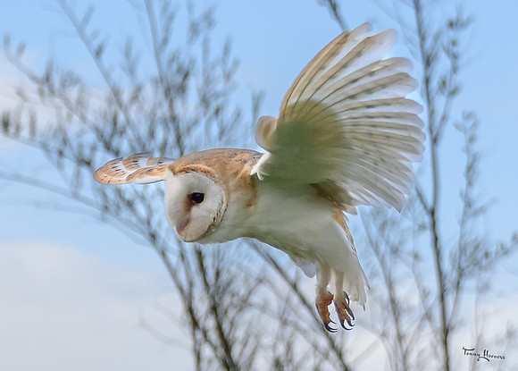 valk_roofvogels_TH_0261