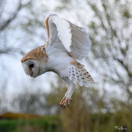 valk_roofvogels_TH_0260
