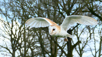 valk_roofvogels_TH_0262