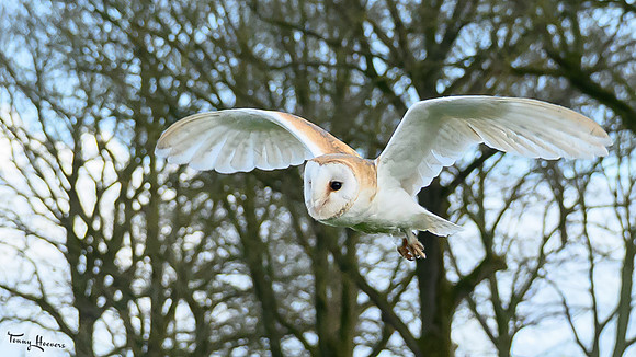 valk_roofvogels_TH_0262